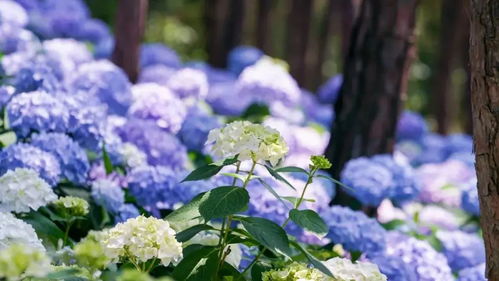 芬芳大餐来袭 初夏的武汉,这些 花事 盛宴值得期待