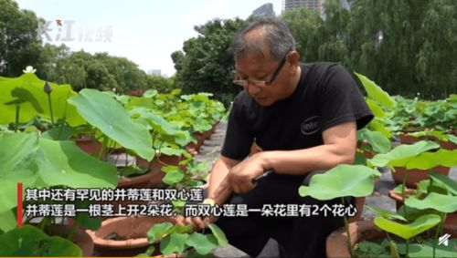 比并蒂莲还罕见 双心莲首现武汉,连专家都是头回见